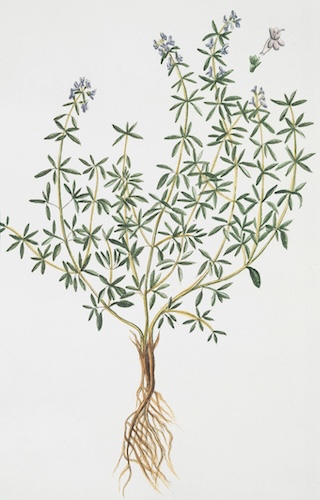 Précautions sécurité phytothérapie